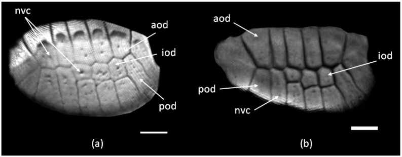 Osteoderm Development during the Regeneration Process in <i>Eurylepis taeniolata</i> Blyth, 1854 (Scincidae, Sauria, Squamata).