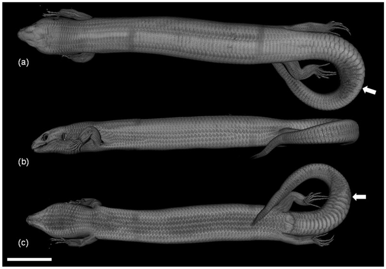 Osteoderm Development during the Regeneration Process in <i>Eurylepis taeniolata</i> Blyth, 1854 (Scincidae, Sauria, Squamata).