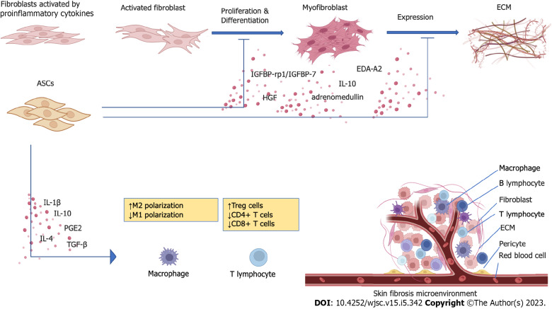 Advancements in adipose-derived stem cell therapy for skin fibrosis.