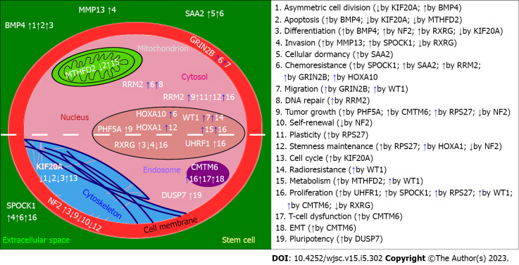 Delineating the glioblastoma stemness by genes involved in cytoskeletal rearrangements and metabolic alterations.