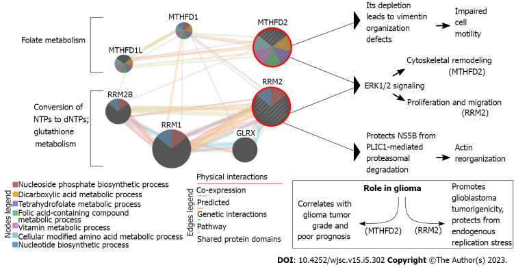 Delineating the glioblastoma stemness by genes involved in cytoskeletal rearrangements and metabolic alterations.