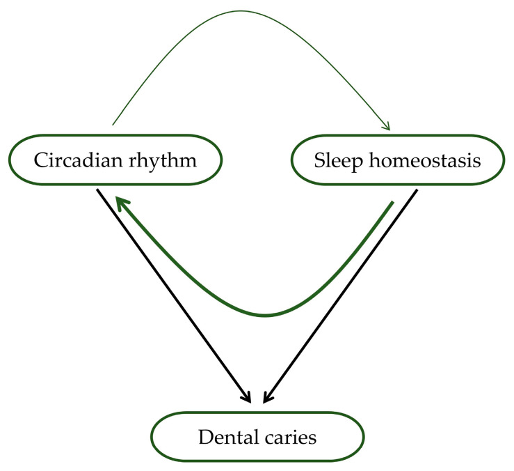 The Relationship between Sleep, Chronotype, and Dental Caries-A Narrative Review.