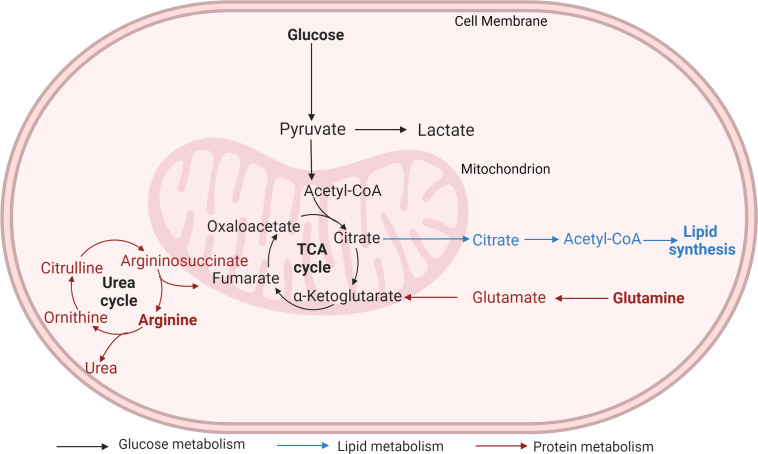Targeting Cancer Metabolism to Improve Outcomes with Immune Checkpoint Inhibitors.