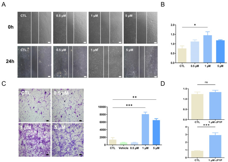 Cyclic Phytosphingosine-1-Phosphate Primed Mesenchymal Stem Cells Ameliorate LPS-Induced Acute Lung Injury in Mice.