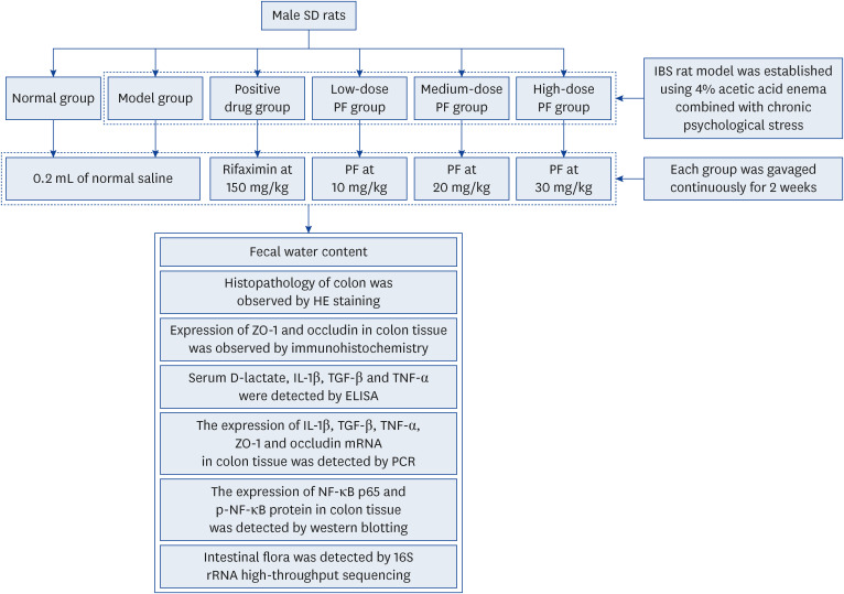 Therapeutic effects of paeoniflorin on irritable bowel syndrome in rats.