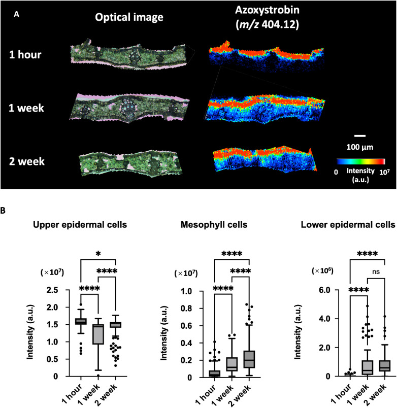 Visualization of azoxystrobin penetration in wheat leaves using mass microscopy imaging.