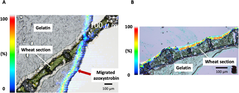 Visualization of azoxystrobin penetration in wheat leaves using mass microscopy imaging.