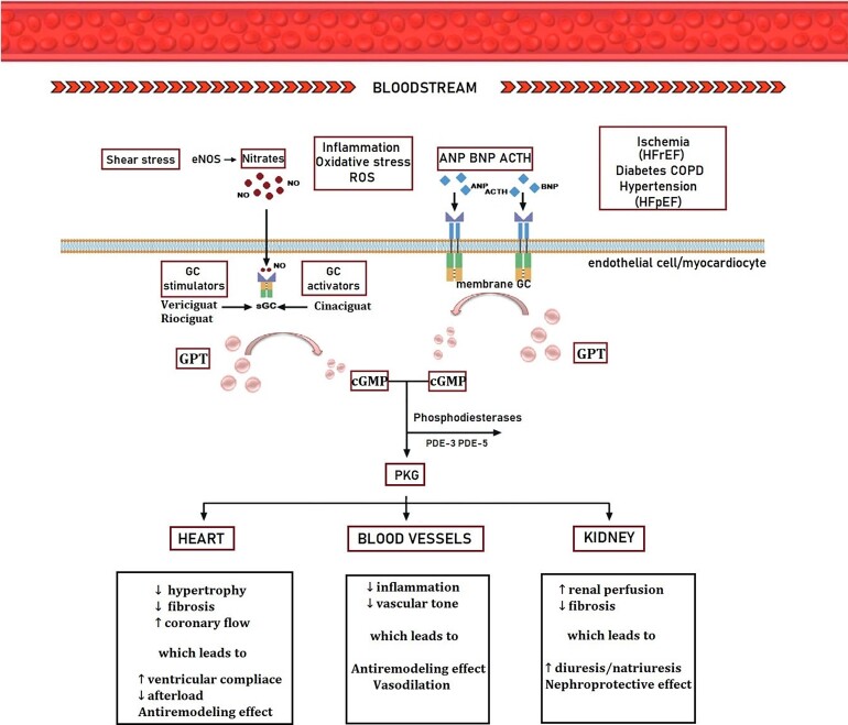 ANMCO position paper on vericiguat use in heart failure: from evidence to place in therapy.