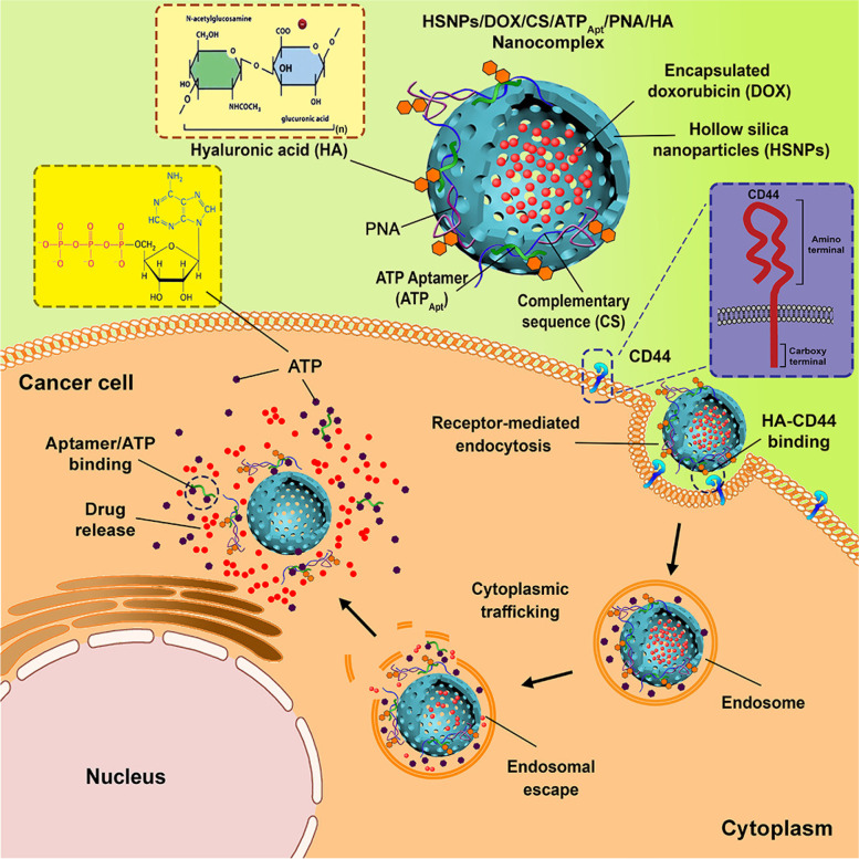 Advanced cancer targeting using aptamer functionalized nanocarriers for site-specific cargo delivery.