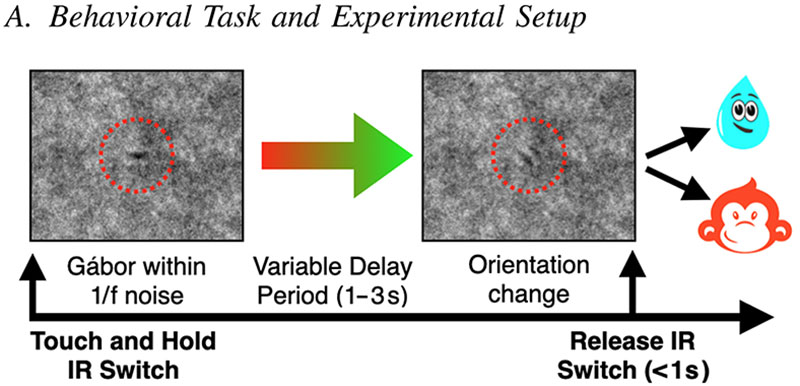 Regulation of arousal and performance of a healthy non-human primate using closed-loop central thalamic deep brain stimulation.