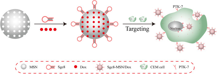 Advanced cancer targeting using aptamer functionalized nanocarriers for site-specific cargo delivery.