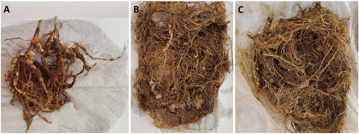 Reaction of Winter Cover Crops to <i>Meloidogyne enterolobii</i> and Glasshouse Bioassay for Evaluating Utility in Managing <i>M. enterolobii</i> in Soybeans.