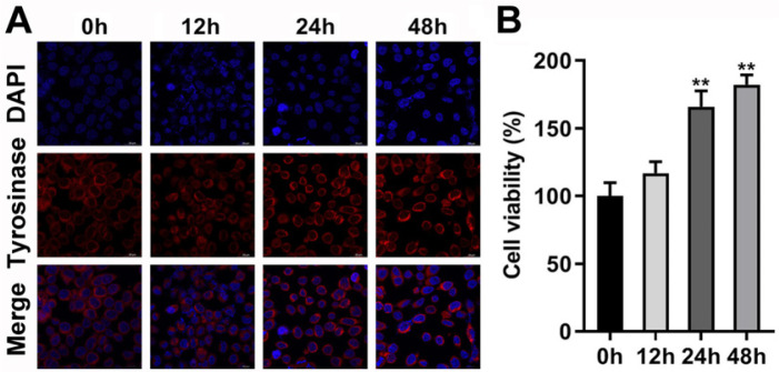 The Suppression Effects of Fat Mass and Obesity Associated Gene on the Hair Follicle-Derived Neural Crest Stem Cells Differentiating into Melanocyte by N6-Methyladenosine Modifying Microphthalmia-Associated Transcription Factor.