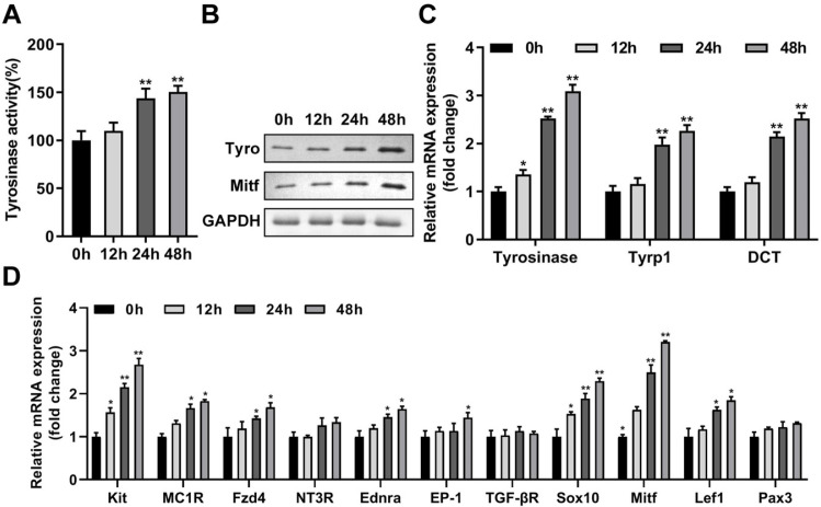 The Suppression Effects of Fat Mass and Obesity Associated Gene on the Hair Follicle-Derived Neural Crest Stem Cells Differentiating into Melanocyte by N6-Methyladenosine Modifying Microphthalmia-Associated Transcription Factor.