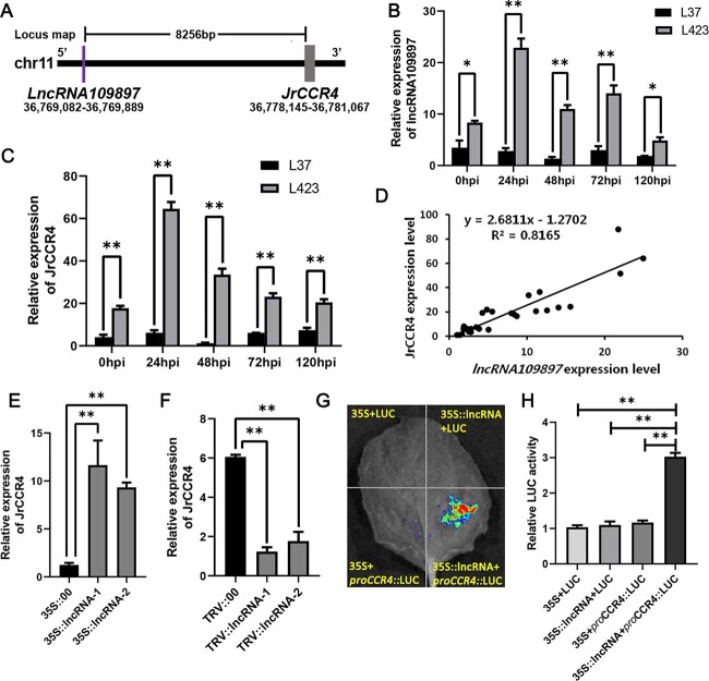 LncRNA109897-JrCCR4-JrTLP1b forms a positive feedback loop to regulate walnut resistance against anthracnose caused by <i>Colletotrichum gloeosporioides</i>.