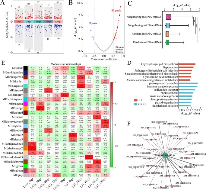 LncRNA109897-JrCCR4-JrTLP1b forms a positive feedback loop to regulate walnut resistance against anthracnose caused by <i>Colletotrichum gloeosporioides</i>.