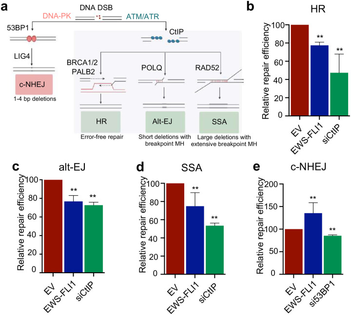 FET fusion oncoproteins disrupt physiologic DNA repair networks in cancer.