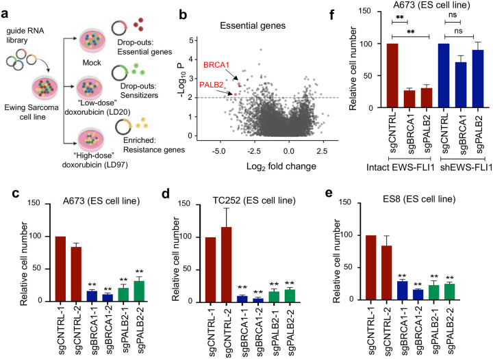 FET fusion oncoproteins disrupt physiologic DNA repair networks in cancer.