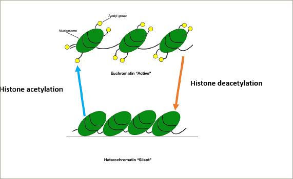 Epigenetics of the Pathogenesis and Complications of Type 2 Diabetes Mellitus.