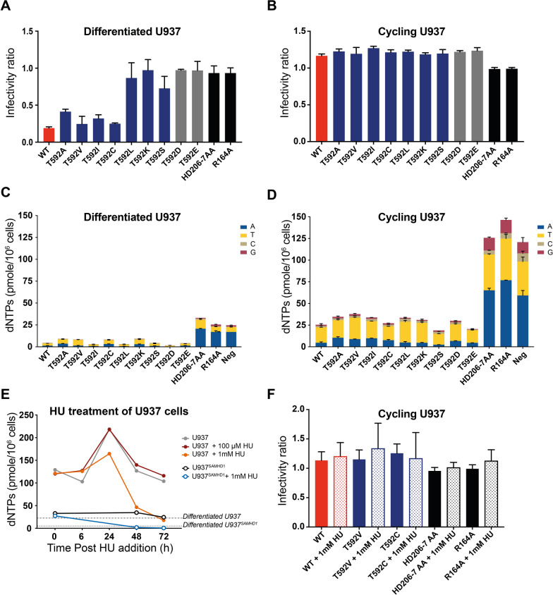 Attenuation of reverse transcriptase facilitates SAMHD1 restriction of HIV-1 in cycling cells.