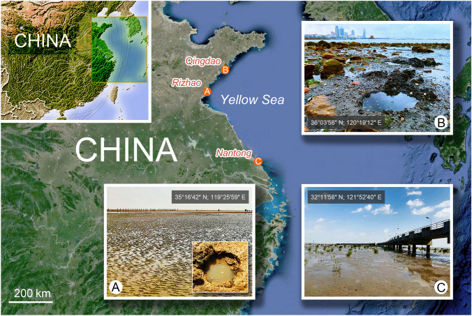 Morphological and molecular examination of the ciliate family Lagynusidae (Protista, Ciliophora, Prostomatea) with descriptions of two new genera and two new species from China.