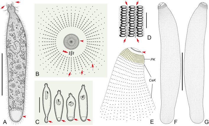 Morphological and molecular examination of the ciliate family Lagynusidae (Protista, Ciliophora, Prostomatea) with descriptions of two new genera and two new species from China.