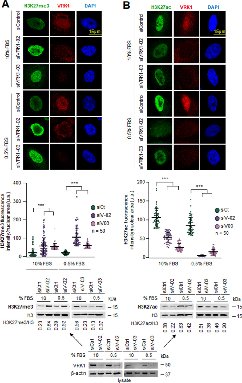 The pattern of histone H3 epigenetic posttranslational modifications is regulated by the VRK1 chromatin kinase.