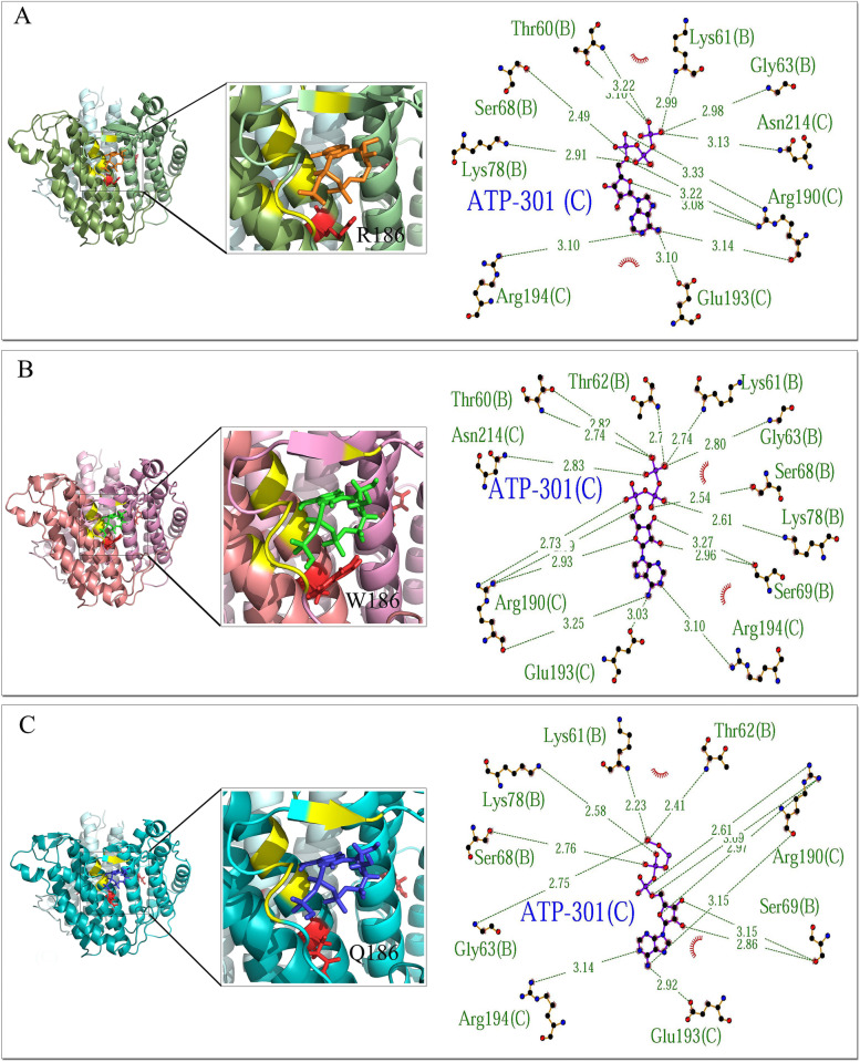 Identifying and predicting the pathogenic effects of a novel variant inducing severe early onset MMA: a bioinformatics approach.