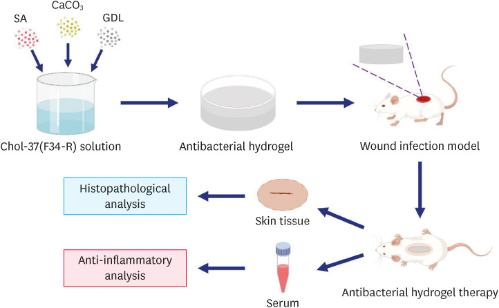 Sustained release of alginate hydrogel containing antimicrobial peptide Chol-37(F34-R) <i>in vitro</i> and its effect on wound healing in murine model of <i>Pseudomonas aeruginosa</i> infection.