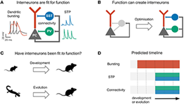 Cortical interneurons: fit for function and fit to function? Evidence from development and evolution.