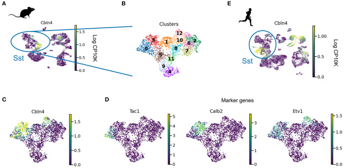 Cortical interneurons: fit for function and fit to function? Evidence from development and evolution.