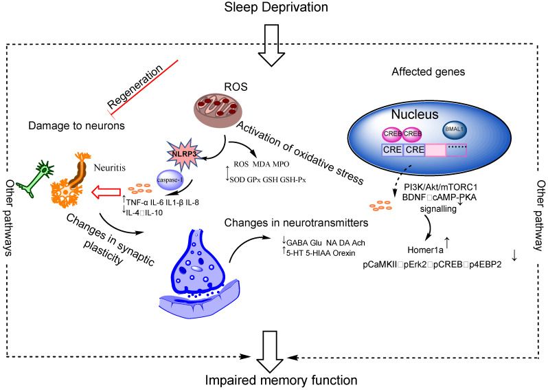 The Devastating Effects of Sleep Deprivation on Memory: Lessons from Rodent Models.