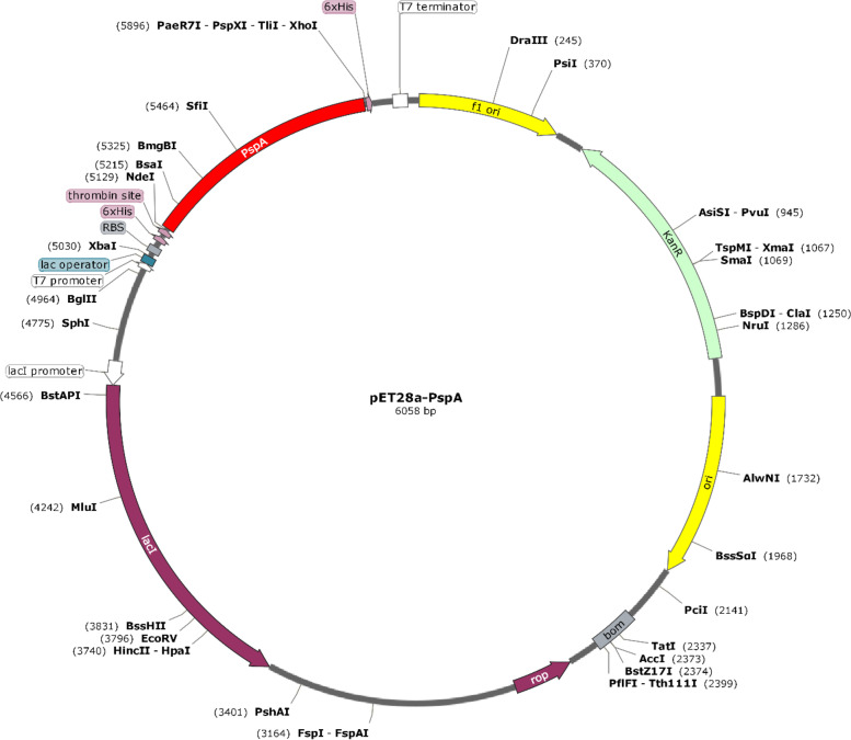 An immunoinformatics approach to epitope-based vaccine design against PspA in Streptococcus pneumoniae.