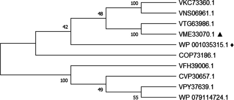 An immunoinformatics approach to epitope-based vaccine design against PspA in Streptococcus pneumoniae.