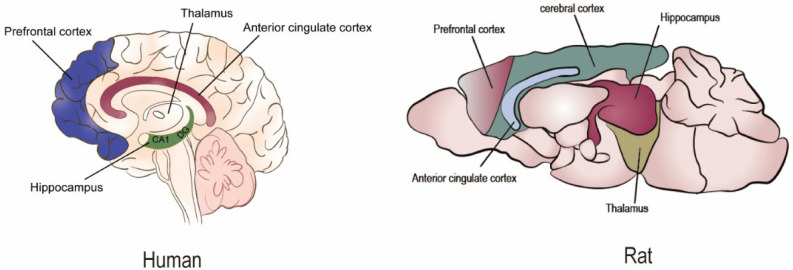 The Devastating Effects of Sleep Deprivation on Memory: Lessons from Rodent Models.