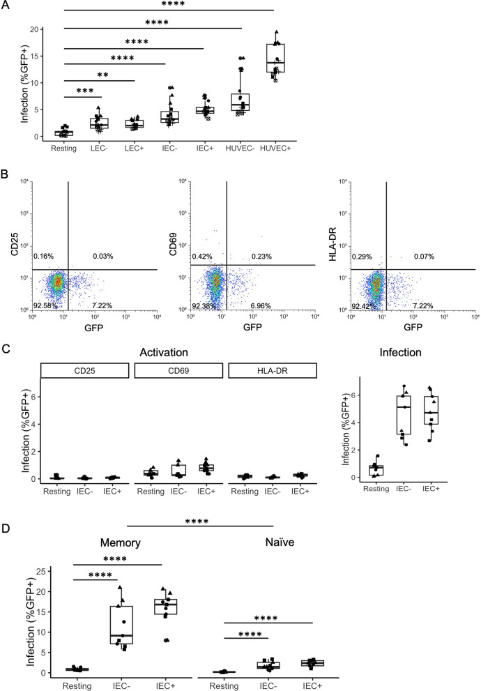 Intestinal endothelial cells increase HIV infection and latency in resting and activated CD4 + T cells, particularly affecting CCR6 + CD4 + T cells.