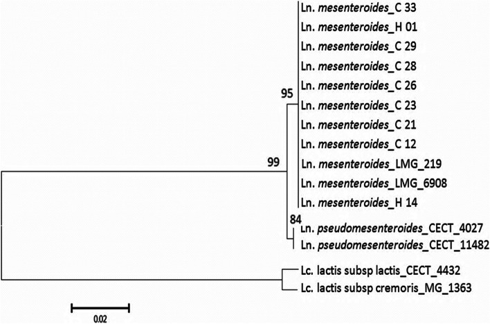 16S rRNA gene sequencing and MALDI TOF mass spectroscopy identification of Leuconostoc mesenteroides isolated from Algerian raw camel milk.