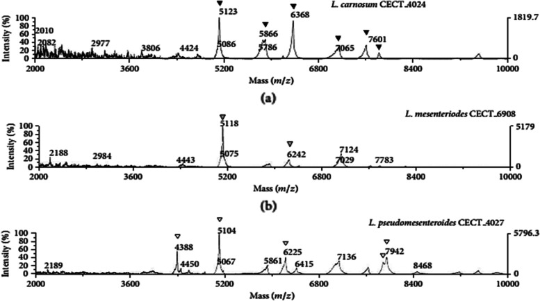 16S rRNA gene sequencing and MALDI TOF mass spectroscopy identification of Leuconostoc mesenteroides isolated from Algerian raw camel milk.