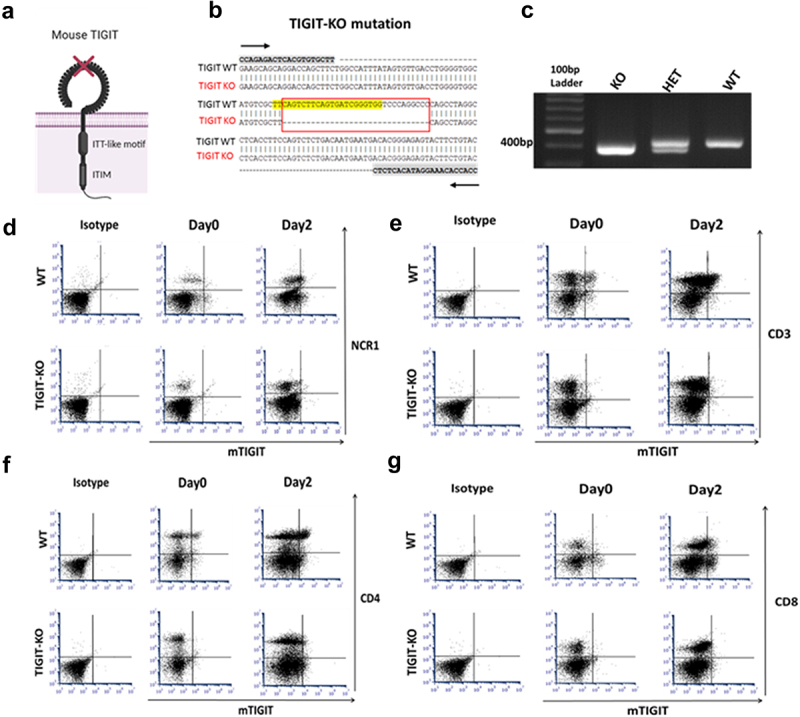 Studying TIGIT activity against tumors through the generation of knockout mice.