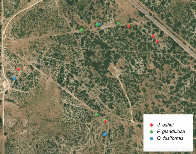 Excess energy and photosynthesis: responses to seasonal water limitations in co-occurring woody encroachers of the semi-arid Southern Great Plains.