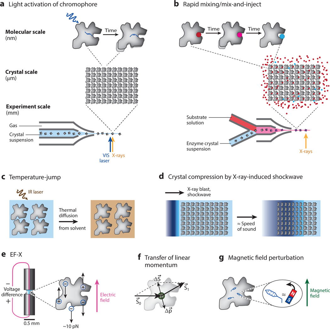 Emerging Time-Resolved X-Ray Diffraction Approaches for Protein Dynamics.