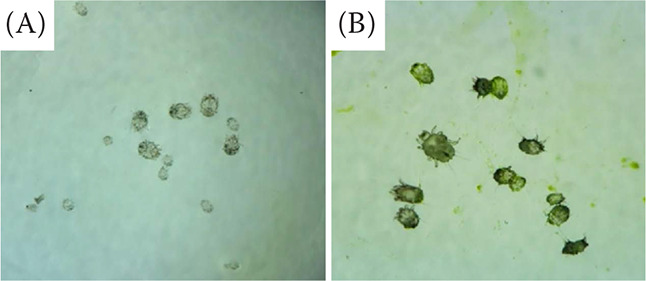 <i>In vitro</i> evaluation of the composition and acaricidal efficacy of <i>Urtica fissa</i> leaf ethyl acetate extract against <i>Sarcoptes scabiei</i> mites.