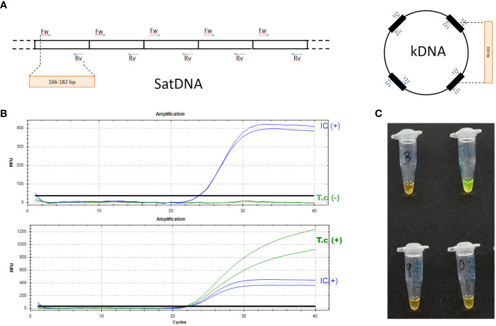 Laboratory diagnosis of <i>Trypanosoma cruzi</i> infection: a narrative review.