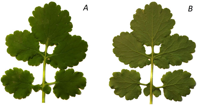 Changes of dorsoventral asymmetry and anoxygenic photosynthesis in response of <i>Chelidonium majus</i> leaves to the SiO<sub>2</sub> nanoparticle treatment.