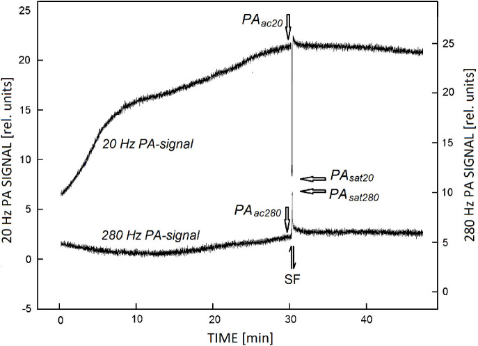 Changes of dorsoventral asymmetry and anoxygenic photosynthesis in response of <i>Chelidonium majus</i> leaves to the SiO<sub>2</sub> nanoparticle treatment.