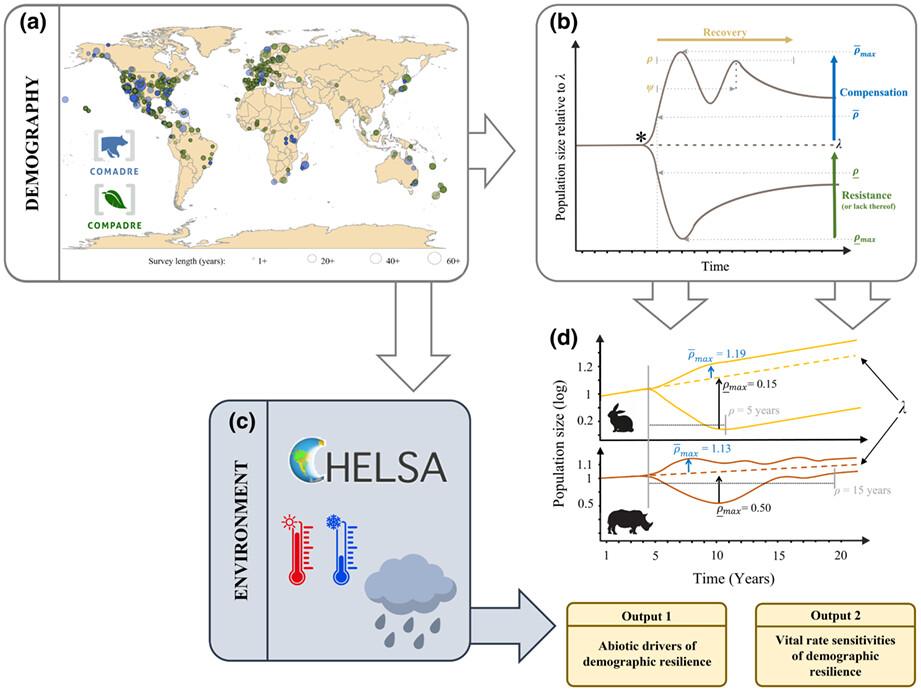 Recent exposure to environmental stochasticity does not determine the demographic resilience of natural populations