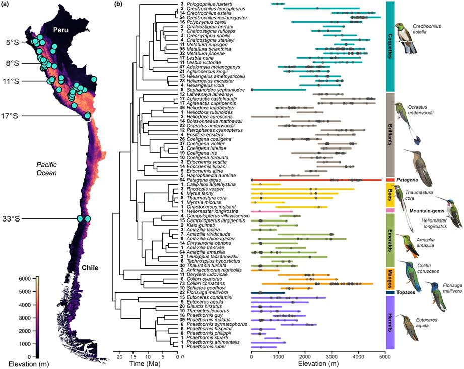 Hummingbird blood traits track oxygen availability across space and time