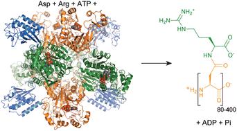 Cyanophycin and its biosynthesis: not hot but very cool