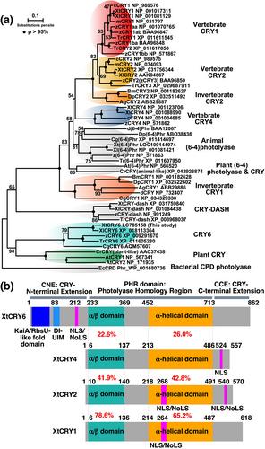 Molecular functions of the double-sided and inverted ubiquitin-interacting motif found in Xenopus tropicalis cryptochrome 6