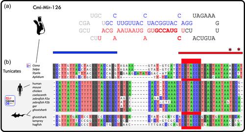 Direct observation of the evolution of cell-type-specific microRNA expression signatures supports the hematopoietic origin model of endothelial cells